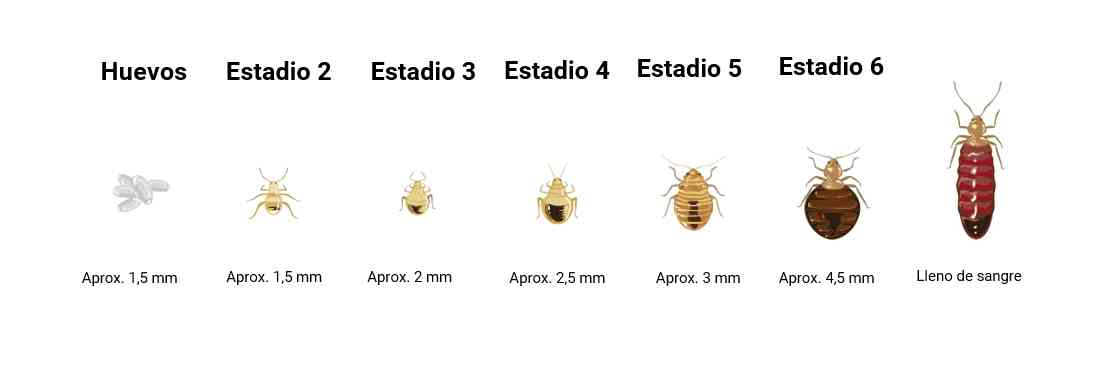 Guía para identificar picaduras ácaros pulgas y chinches Oliver