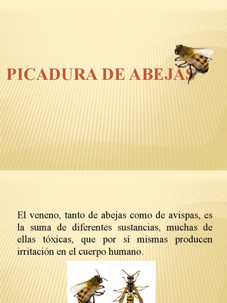 Guía práctica Picaduras de avispas y abejas Oliver Futur Control