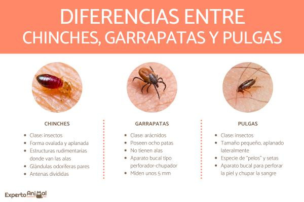 Chinche vs Pulga: Diferencias y cómo identificar si te ha picado una ...