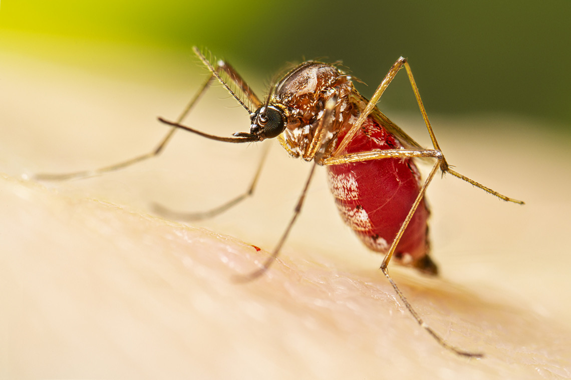 El Sorprendente Descubrimiento De La Inmunidad De Los Mosquitos Ante El VIH Oliver Futur