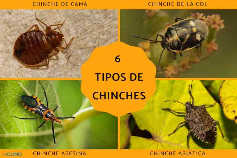 Guía Completa Para Identificar Eliminar Y Prevenir Picaduras De Chinches Oliver Futur 9166