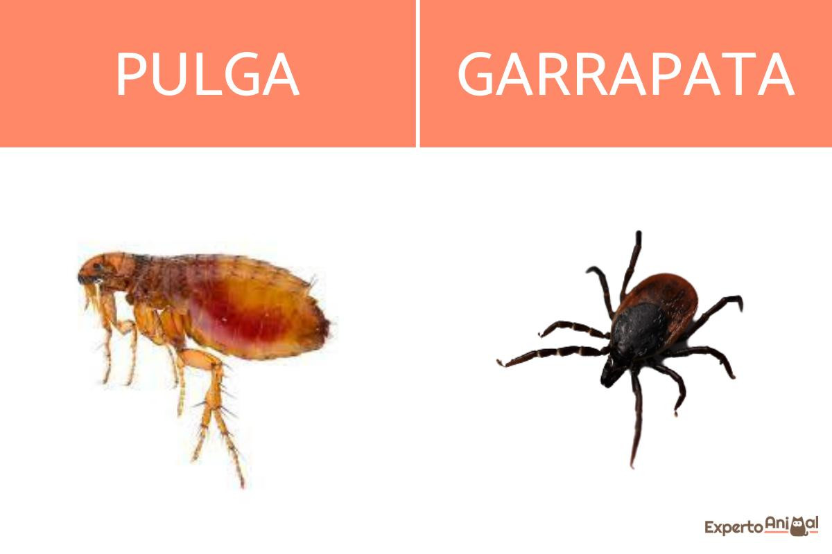 Guía Completa Para Tratar Picaduras De Pulgas Diferencias Con Picaduras De Mosquitos Y 1281