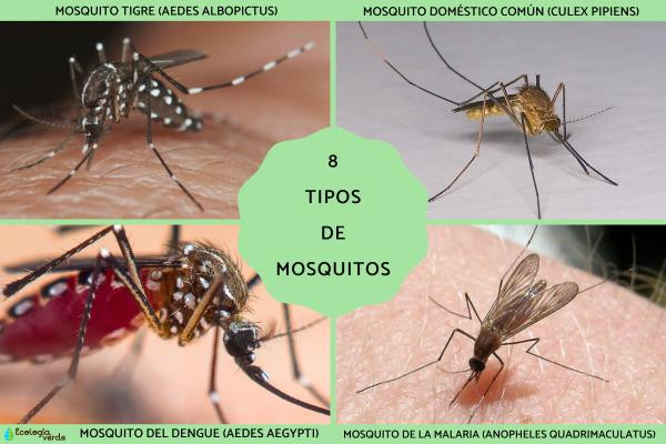 Guía Informativa Sobre Los 4 Tipos De Mosquitos Y Sus Picaduras Oliver Futur Control De Plagas 5568