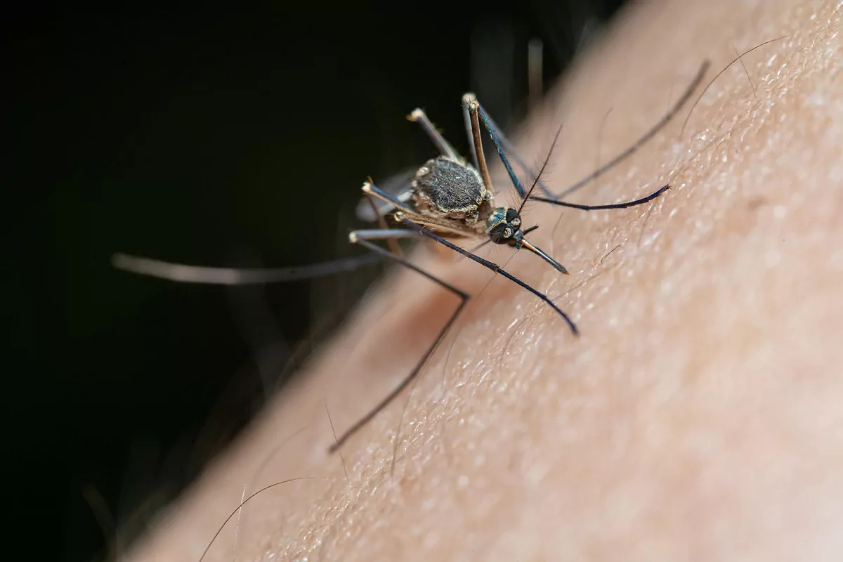 Guía Práctica Para Aliviar El Picor De Las Picaduras De Mosquitos Oliver Futur Control De Plagas 9568