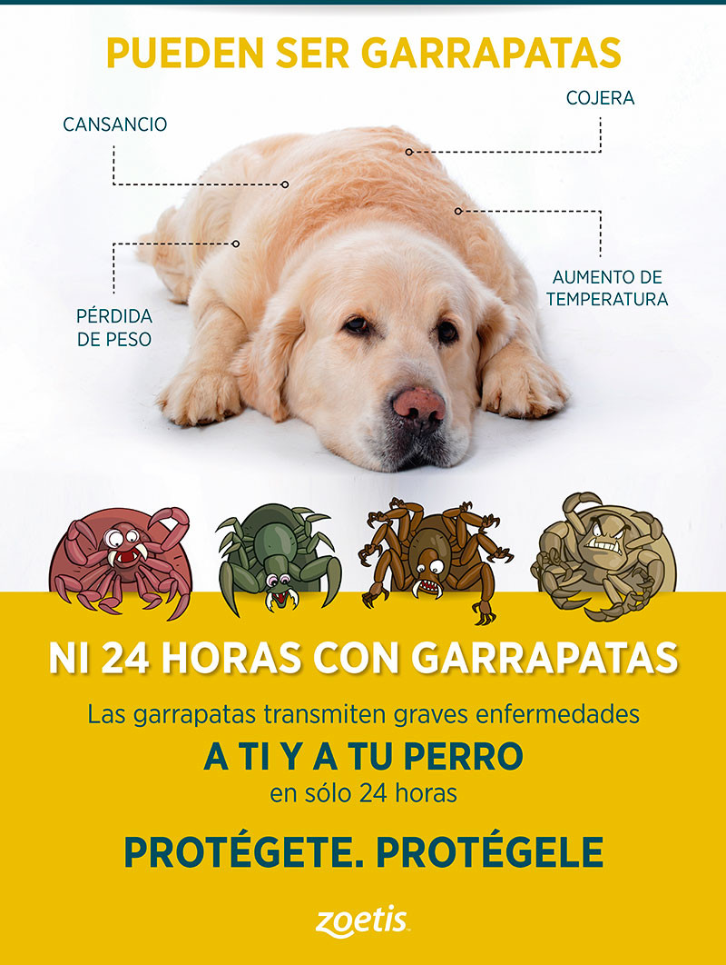 Riesgos de las Garrapatas: Impactantes Imágenes en Perros y Humanos ...