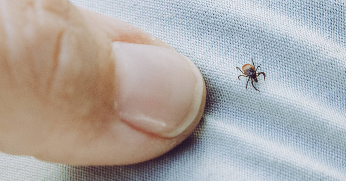 Todo Lo Que Debes Saber Sobre Las Picaduras De Garrapata Y Su Impacto ...